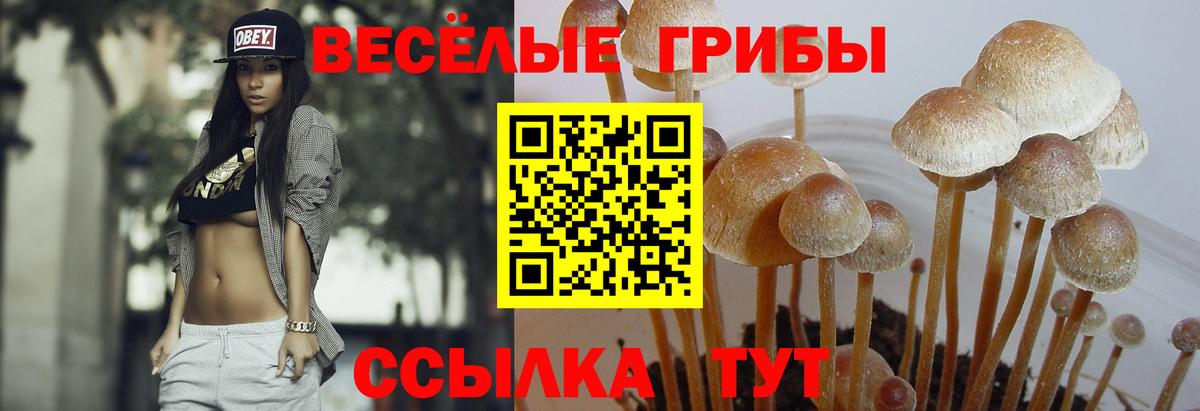 Псилоцибиновые грибы прущие грибы  Выкса  Галлюциногенные грибы Cubensis 